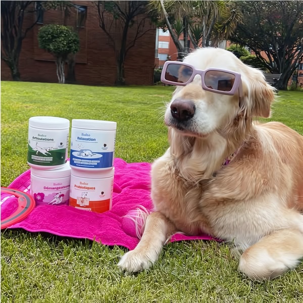 A high-quality photo of a golden retriever wearing sunglasses next to four different canisters of pet supplements on a pink blanket in a grassy park.