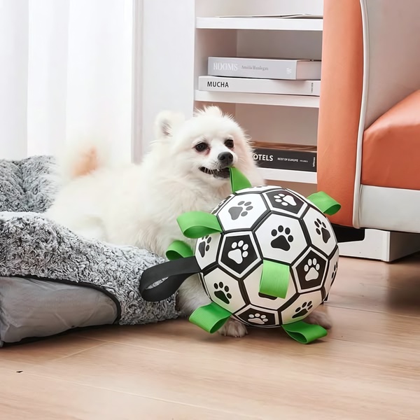 A close-up, high-quality shot of a white Pomeranian holding a black-and-white patterned soccer-style toy ball with straps, captured in a bright, home-interior setting.