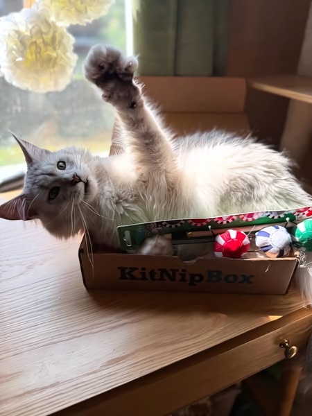 A high-engagement, 3:4 aspect ratio creative featuring a cat interacting naturally with a branded pet subscription box.
