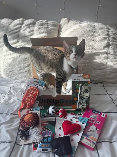 A top-down, authentic shot of a cat standing in an open subscription pet toy box surrounded by various branded pet toys and treats.