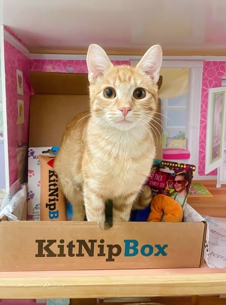 A static 3:4 ad creative featuring an orange tabby cat sitting directly inside a branded cat subscription box.