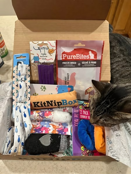 An authentic, high-angle shot of a monthly pet subscription box being opened, featuring toys and treats with a cat investigating the contents.