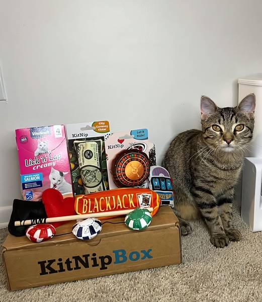 A high-quality top-down shot of a cat subscription box featuring assorted toys and snacks next to a pet cat, showcasing the full value proposition.