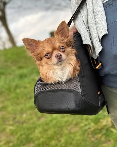 This ad creative uses a candid, close-up lifestyle shot of a small dog in a comfortable carrying bag, emphasizing portability and pet comfort.