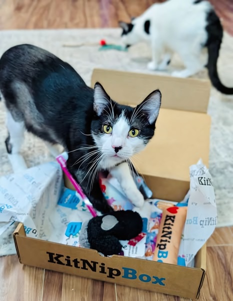 A high-angle photo of a curious cat interacting with an open subscription box filled with pet toys, with a second cat in the background.
