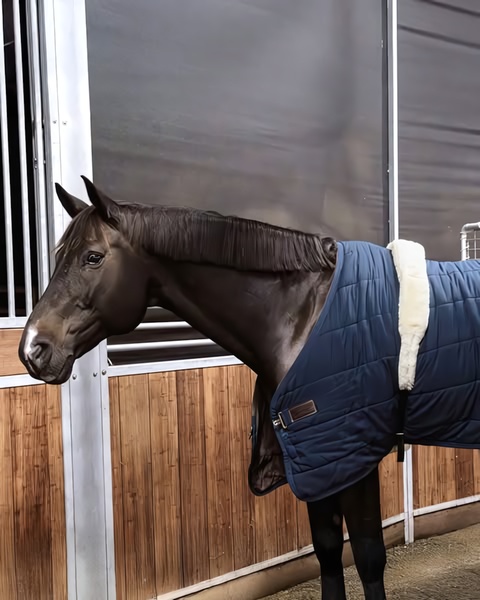 A high-quality, static image of a horse wearing a navy blue blanket, emphasizing fabric texture and fit in a stable setting.