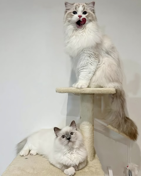 A 4:5 vertical shot featuring two cats interacting with a neutral-toned cat tree, emphasizing product quality through lifestyle context.