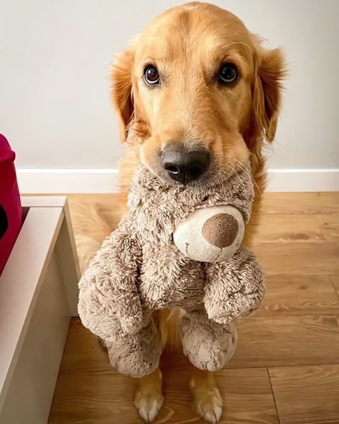 A close-up, eye-level portrait of a golden retriever holding a brown plush toy in its mouth, set against a simple indoor background.