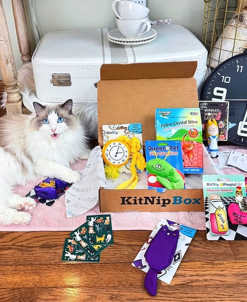 A high-performing lifestyle shot featuring a cat alongside a branded monthly subscription box filled with toys and treats.