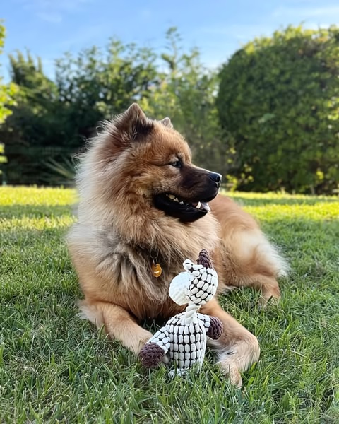 A high-quality 4:5 lifestyle image featuring a long-haired dog resting in a grassy outdoor environment with a braided, hand-knitted dog toy.