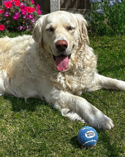 A high-performing product hero shot featuring a happy dog resting beside a branded toy in a natural, sunlit garden setting.