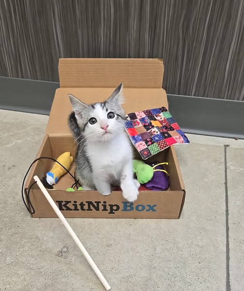 A close-up photograph of a kitten sitting inside a branded KitNipBox, surrounded by its included pet toys, showcasing the product experience.