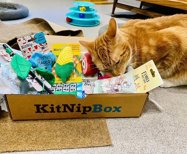 A high-performing product hero shot featuring a cat inspecting a subscription box filled with colorful toys, designed to trigger immediate interest.