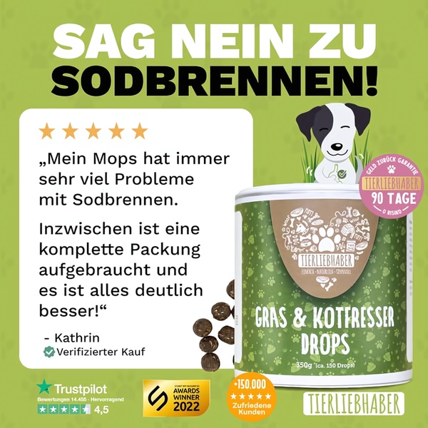 This 1:1 square ad creative uses a customer review and star rating to build trust for a specialized gut health supplement product for dogs.