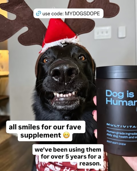 A close-up shot of a dog wearing reindeer antlers holding a supplement jar, accompanied by text emphasizing long-term usage.