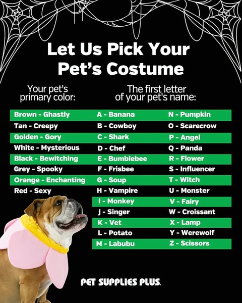 An interactive, text-based quiz that suggests a pet costume based on the pet's color and the first letter of its name.