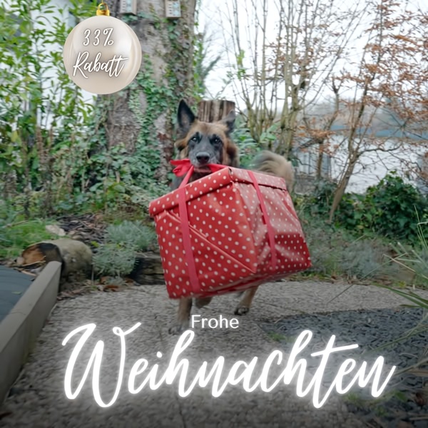 A German Shepherd dog holds a red-and-white polka dot present in its mouth during a holiday-themed seasonal offer.