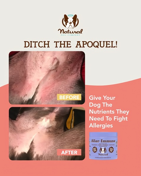 A high-contrast visual display showing skin improvement in a dog after using an immune-supporting soft chew supplement.