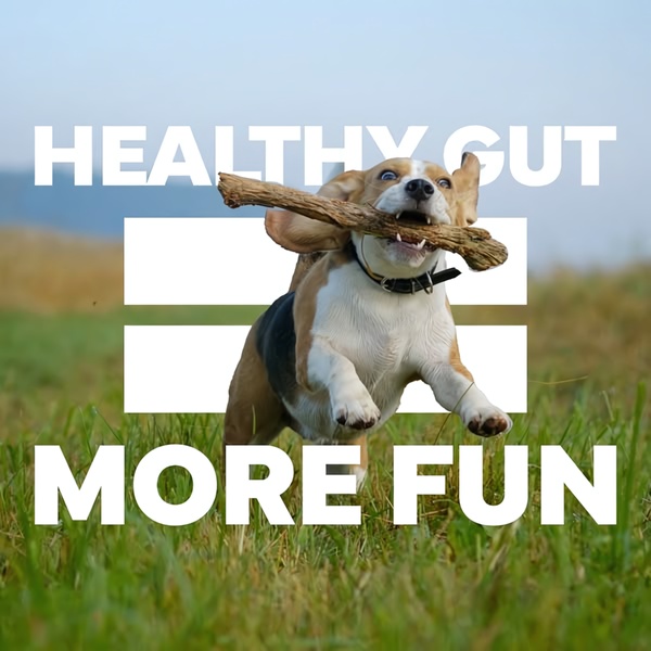A high-energy, square-formatted ad featuring a happy dog with a stick, framing digestive health as the foundation for an active, joyful pet lifestyle.