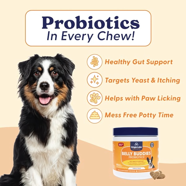 A clean, educational ad layout for dog probiotics featuring a prominent product image, clear benefit callouts, and a friendly, trustworthy visual style.