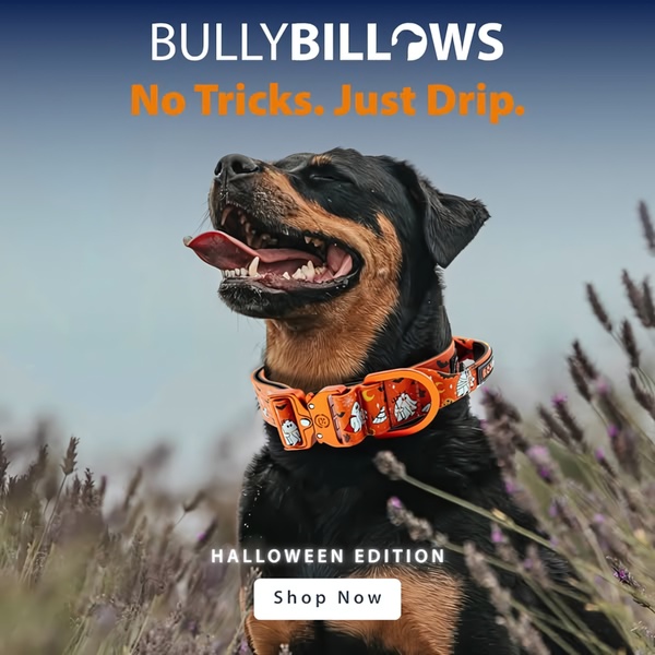 A high-quality 1:1 image featuring a dog wearing a branded Halloween-themed collar in a natural, rustic setting.