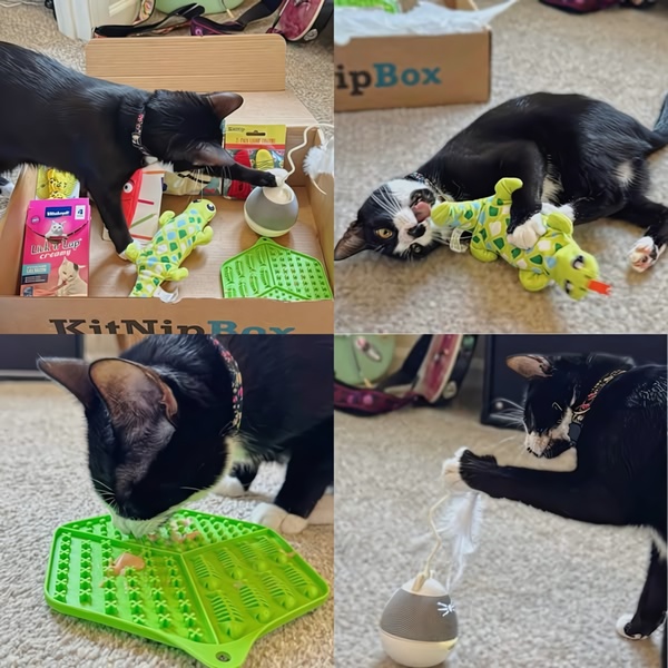 A four-panel grid showing a cat interacting with various items from a subscription pet box, highlighting both the unboxing process and the product in use.