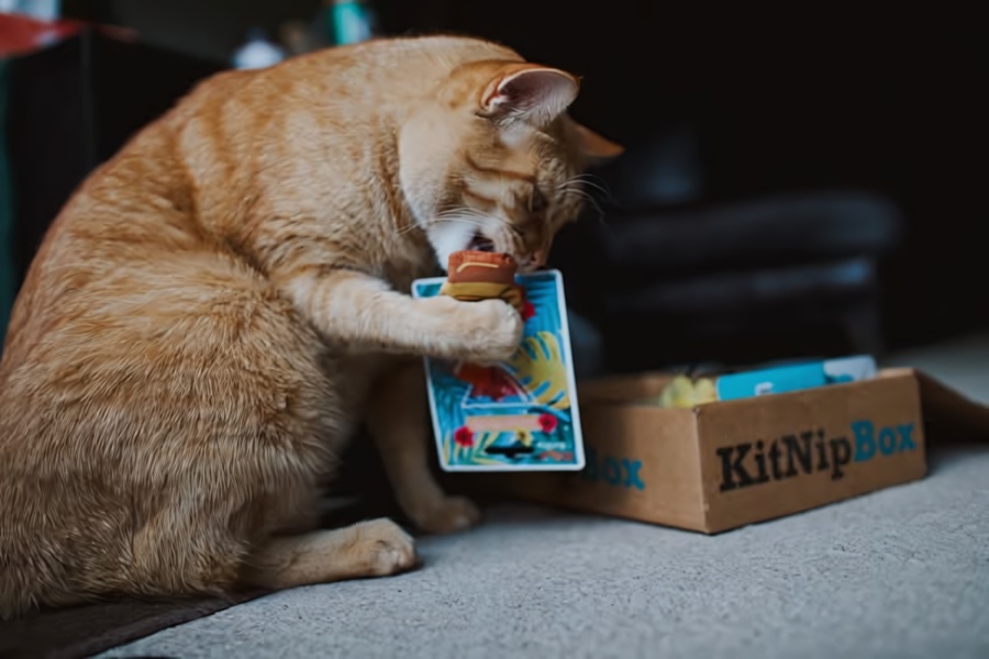 An orange cat is captured in a candid, high-engagement moment while playing with a toy from a branded cat subscription box.