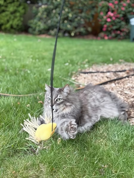 A high-energy, motion-captured shot of a grey cat pouncing on a yellow toy attached to a wand in a natural backyard setting.