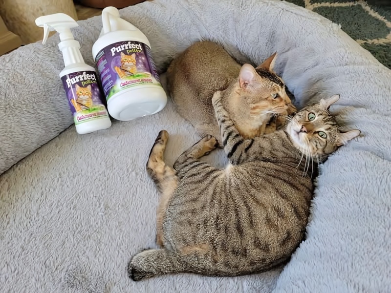 A high-conversion lifestyle creative showcasing cat stain remover products alongside resting pets in a cozy, relatable home environment.