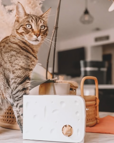 A tabby cat curiously observing an interactive mouse toy designed with a Swiss-cheese aesthetic in a warm, home-lifestyle setting.
