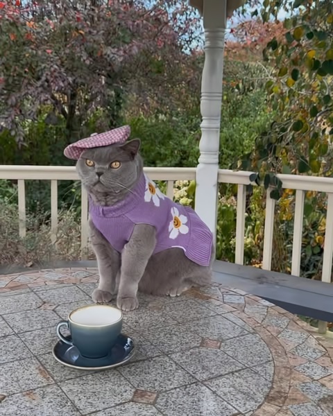 cat sweater, pet apparel, cat clothes, pet sweater, knitted pet clothing, bestseller push, lifestyle, playful, calm, purple, neutral