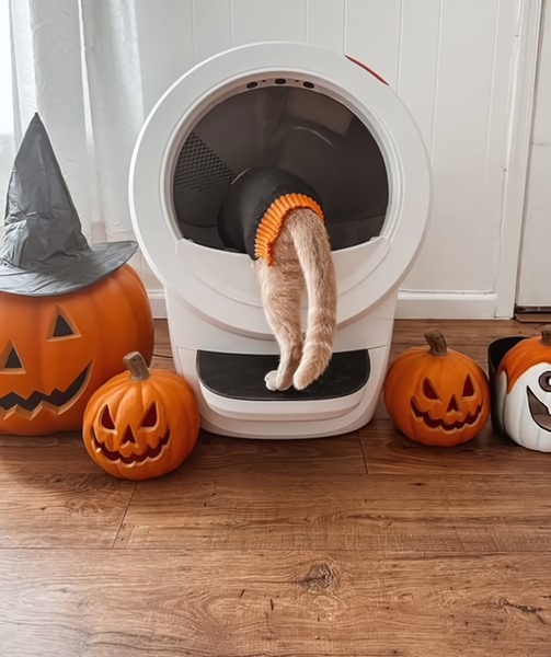 A self-cleaning litter box positioned between two pumpkin decorations, featuring a cat in a Halloween sweater to create a seasonal, attention-grabbing scene.