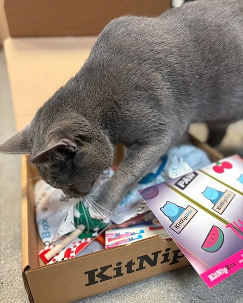 A close-up shot of a cat actively engaging with a subscription box, showcasing excitement and discovery through authentic, unposed movement.