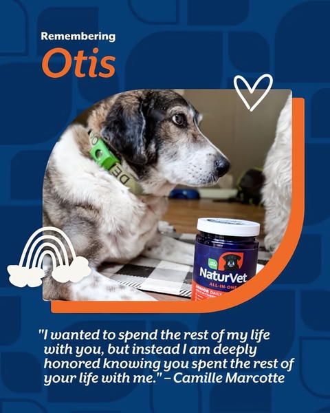An emotional tribute post featuring a dog with a bottle of supplement, using a heartfelt quote to build deep brand trust.