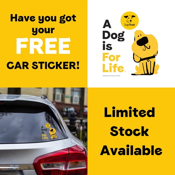 This ad creative uses a high-contrast yellow and white layout to highlight a free car sticker giveaway, showing the physical item applied to a vehicle.