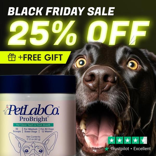 This square ad highlights a 25% discount and free gift offer for a dog dental supplement using a high-energy animal reaction hook.