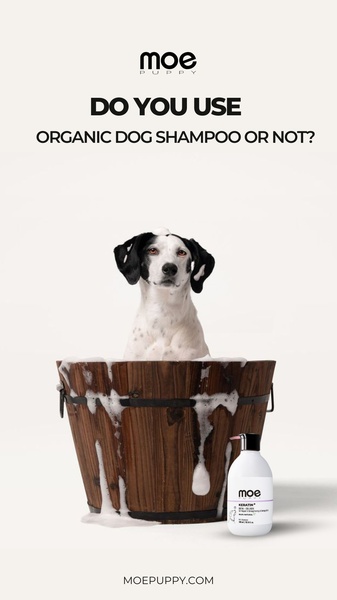 A clean, minimalist 9:16 vertical ad showing a dog in a wooden tub with a bottle of organic shampoo, using a direct question to hook pet owners.