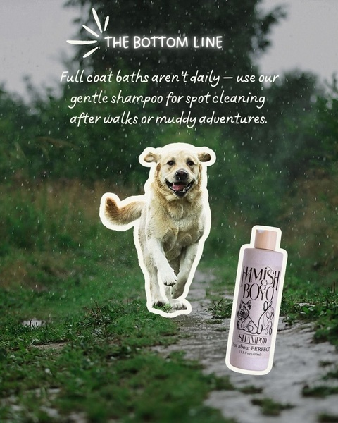 This ad creative uses a relatable outdoor scenario to introduce a dog shampoo as the perfect solution for muddy, active pets.