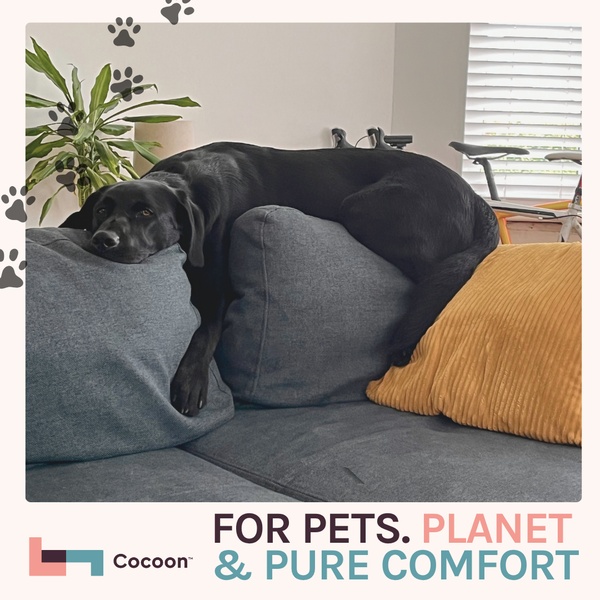 A high-conversion 1:1 image featuring a black Labrador resting comfortably on a gray sofa, highlighting the product's comfort appeal.