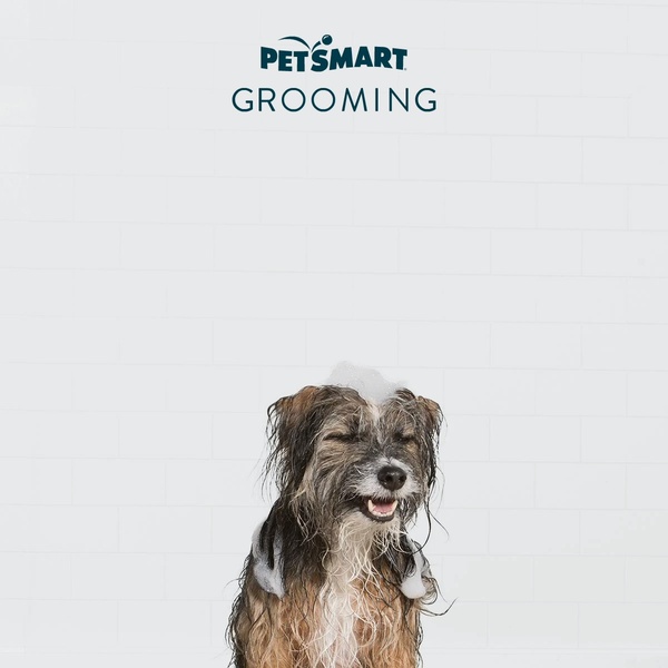 A high-key studio shot of a dog covered in grooming foam against a stark white tiled wall, focusing on the joy of the service.