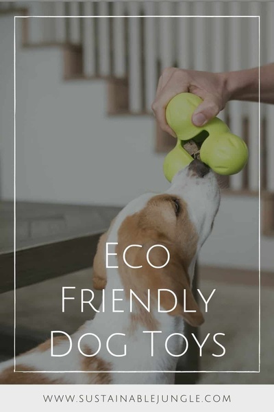 A close-up shot of a beagle interacting with a green treat-dispensing eco-friendly toy held by a person.