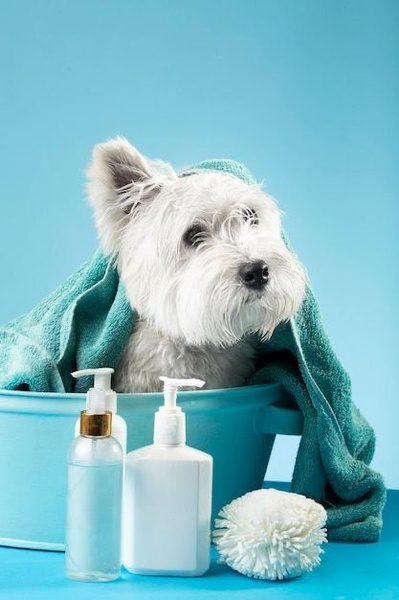 A high-clarity product hero shot featuring a Westie wrapped in a towel next to shampoo bottles, emphasizing freshness and professional care.
