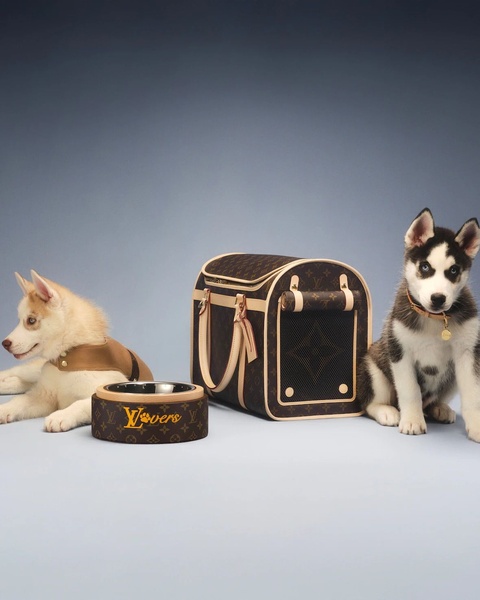 A high-end pet carrier is staged symmetrically between two husky puppies against a clean, soft-toned background.