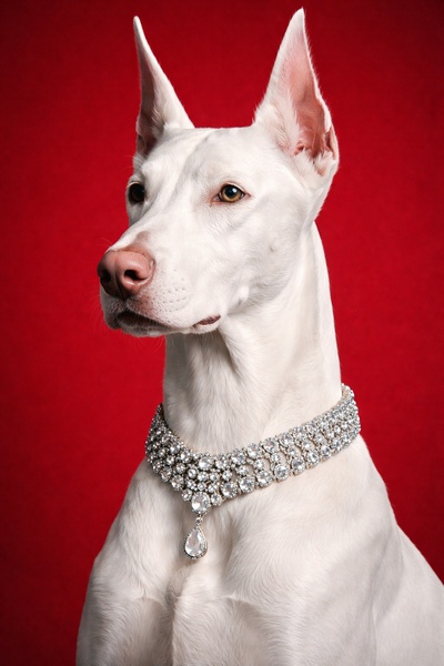 A striking studio portrait of a white Doberman wearing a diamond-encrusted collar against a bold, solid red backdrop.