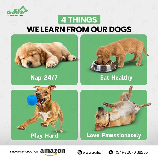 A 1:1 educational ad layout featuring four distinct lifestyle habits of dogs to position a pet care brand as an expert in animal health and happiness.