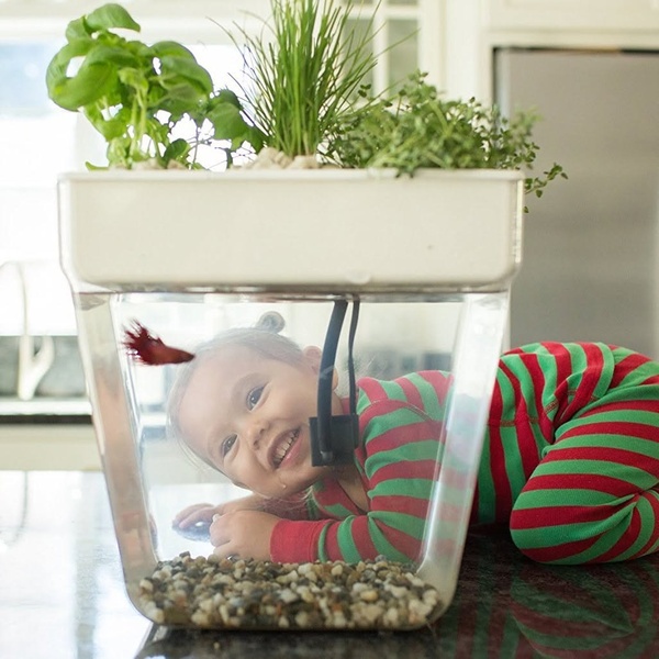 A toddler smiles while observing a fish inside an integrated aquaponic tank, showcasing the educational and decorative appeal of the home ecosystem.