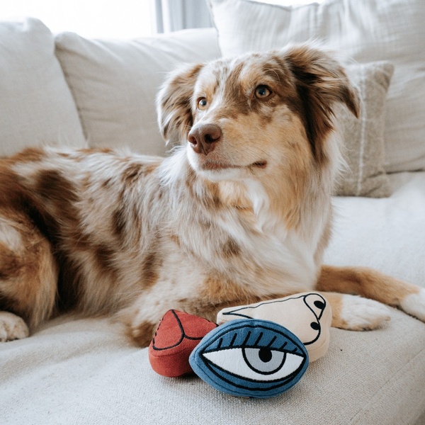 A high-quality lifestyle shot featuring an Australian Shepherd resting beside unique, stylized eye-themed plush dog toys on a neutral couch.