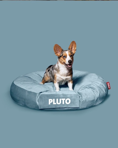 A high-contrast, studio-style shot featuring a dog sitting calmly on a plush blue dog bed, highlighting both the product comfort and the customer's pet.