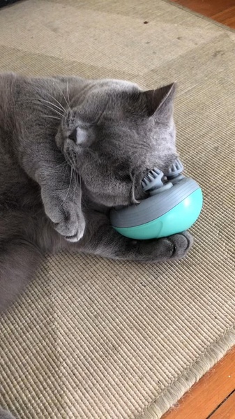A close-up vertical shot showing a cat using a handheld massager, highlighting comfort and product utility in an organic, non-intrusive way.