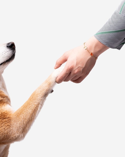 A close-up shot showing a human hand gently holding the paw of a dog, featuring a dainty gold charm bracelet worn by the human.